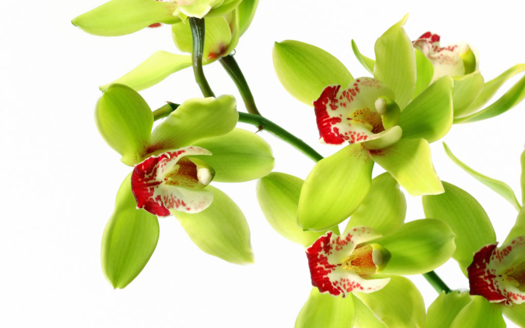 Green-Orchid-Flower-Wallpaper-1500x937