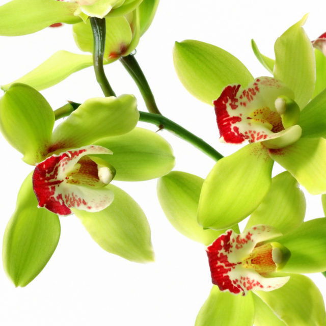 Green-Orchid-Flower-Wallpaper-1500x937